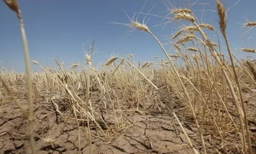 Прошлогодний урожай в Одесской области оказался худшим за последние 8 лет 