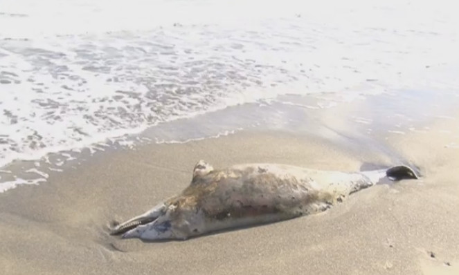 На пляже «Чайка» отдыхающие обнаружили мёртвого дельфина-афалина