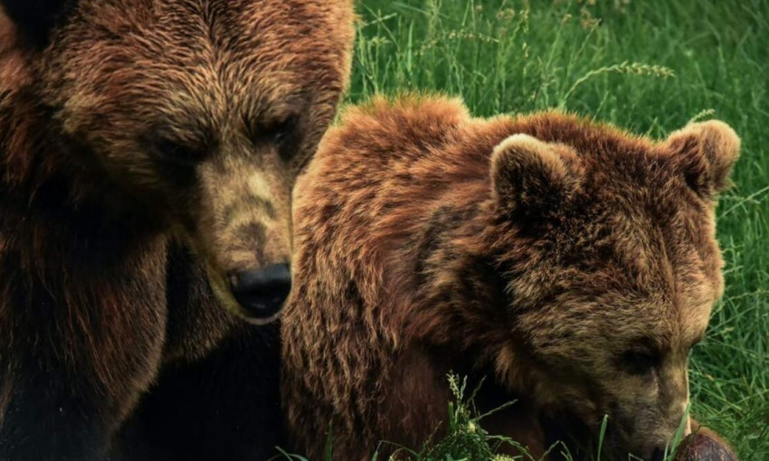 "Укрзалізниця" передаст нидерландскому зоопарку двух медведей 