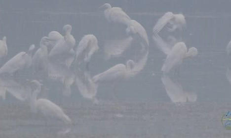 В "Тузловские лиманы" вернулись краснокнижные пеликаны и цапли