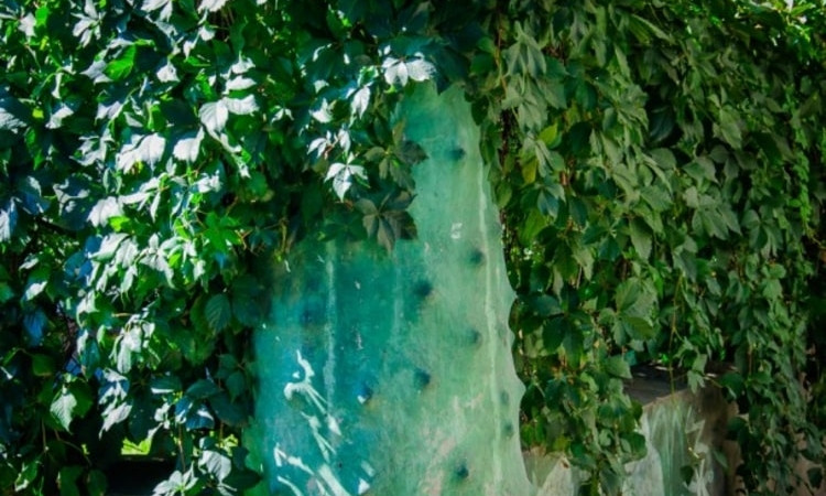 Нежинский огурец: как появился необычный памятник на Отрадной