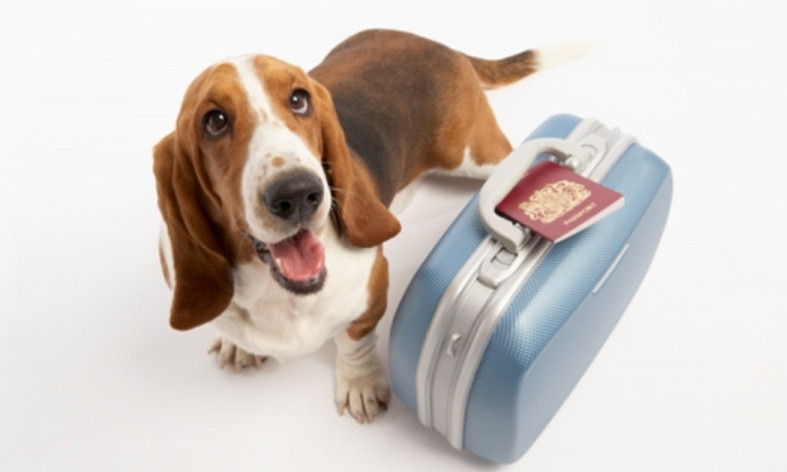 В Одессе можно бесплатно внести собаку в международный онлайн-реестр животных