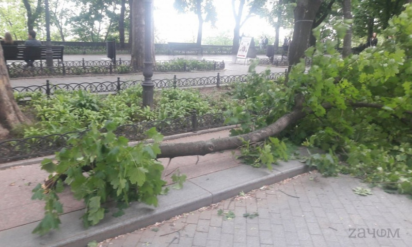 В Одессе упала большая ветка (ФОТО)
