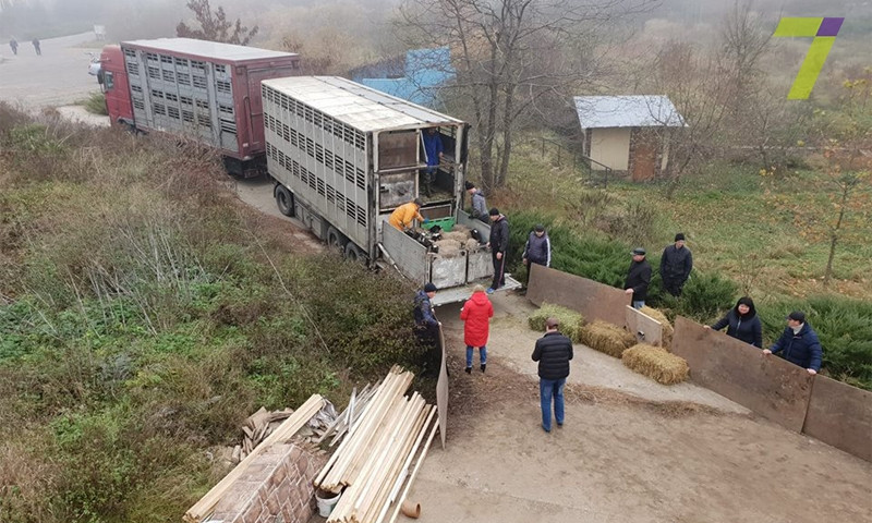 Спасённых в Одесской области овец поместили в экопоселение
