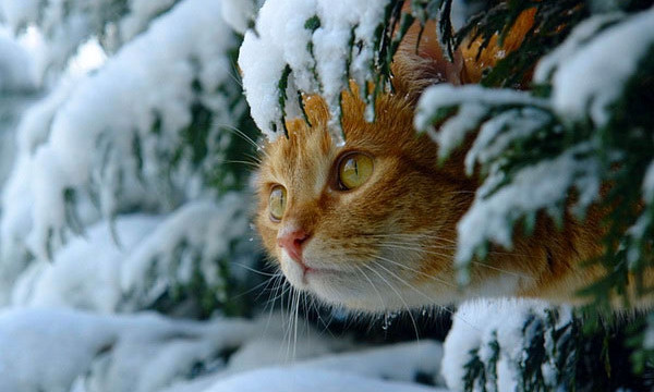 Очевидцы сообщают о первом снеге в Одесской области