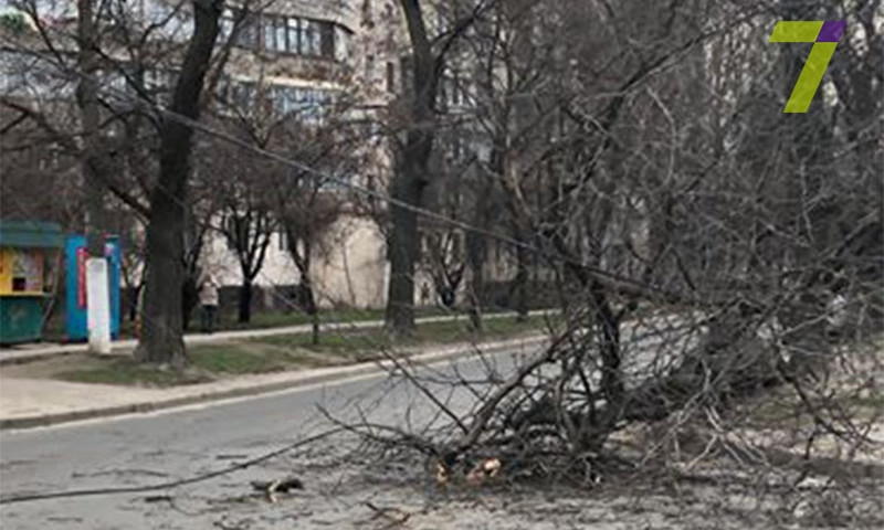 Сильный ветер в Одессе повалил ещё несколько деревьев