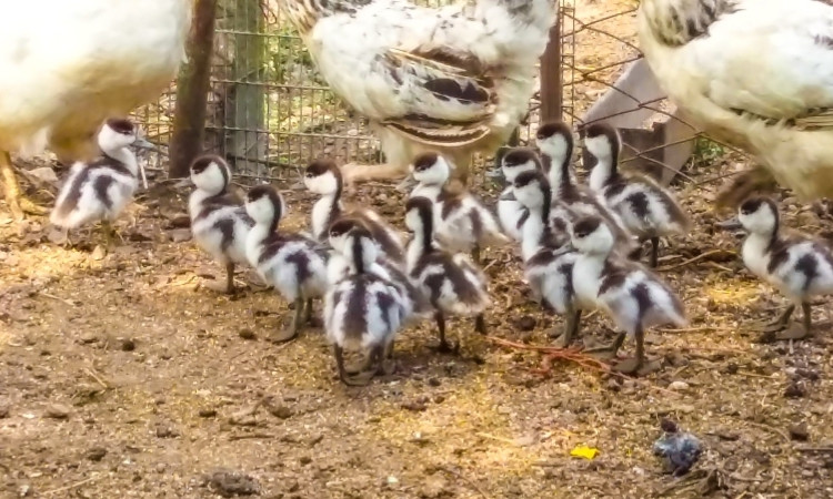 В «Тузловских лиманах» спасли птенцов пеганки