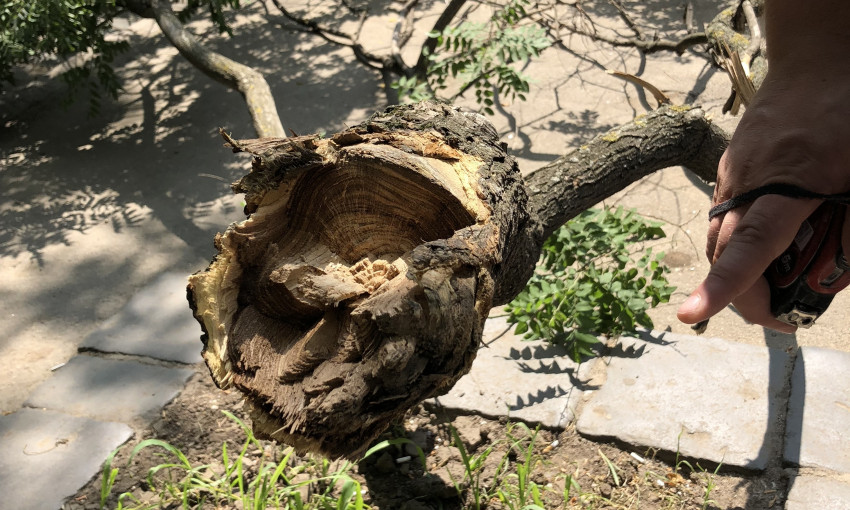 Берегите головы: в центре Одессы падают деревья (ФОТО)