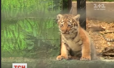 В Одессе посетителям зоопарка впервые показали амурских тигрят