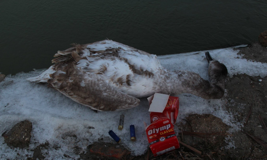 В парке жестоко убили молодого лебедя