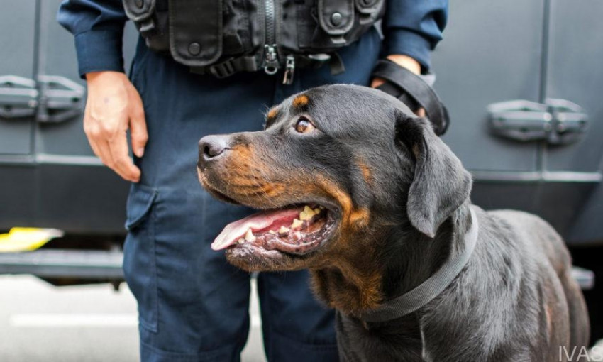 Борьба с наркопреступностью: международный аэропорт «оккупировали» собаки