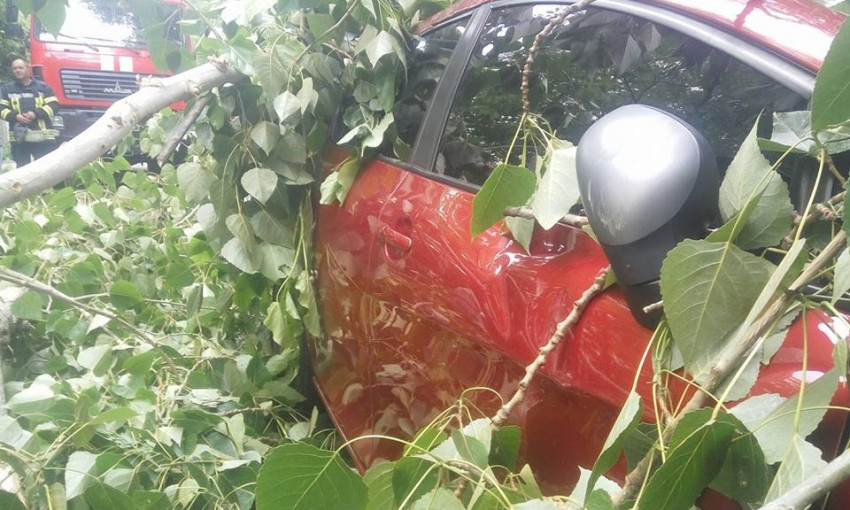 В Одессе массивное дерево повредило припаркованные машины (ФОТО)