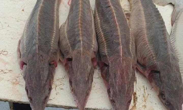 Одесский рыбнадзор пресёк незаконный сбыт краснокнижной рыбы