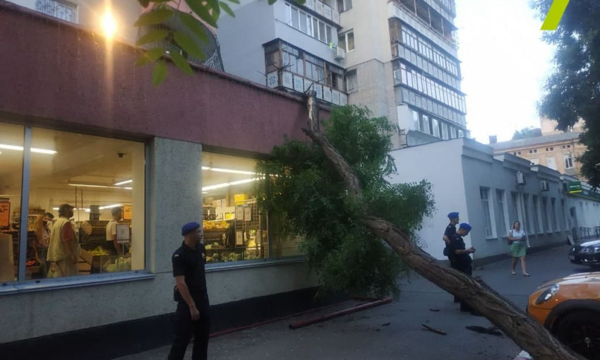 В Одессе акация упала на магазин 