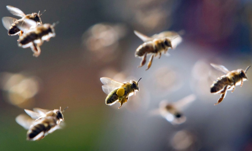 Пчелы атакуют 