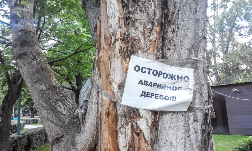 В Одессе удалят 153 старых дерева 