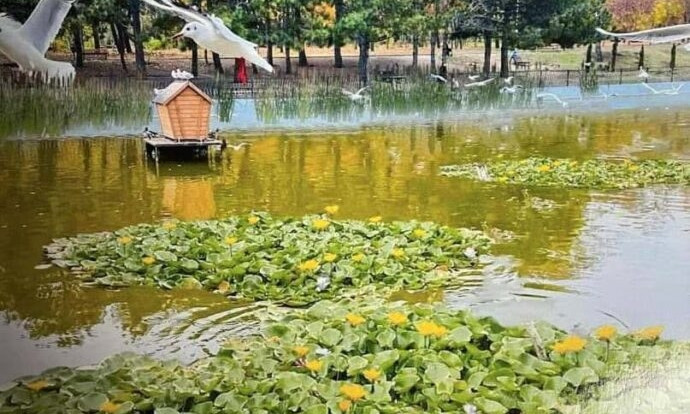 Одесские коммунальщики начали украшать пруды одесского дендропарка Победы водными цветами – желтой кубышкой и кувшинкой белой