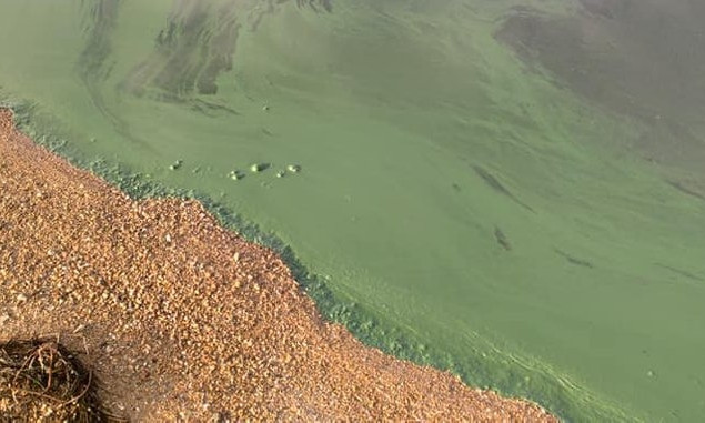 Вода в Хаджибейском лимане позеленела – ловлю рыбы могут запретить 