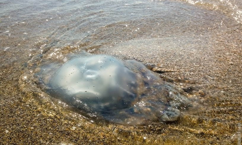 Пляж на Лузановке оккупировали огромные медузы