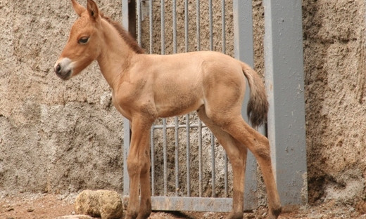 Пополнение в одесском зоопарке: в табуне лошадей Пржевальского появился жеребёнок