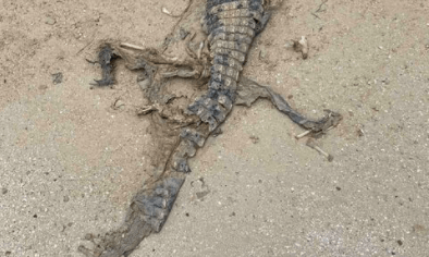 На берегу Азовского моря нашли останки... крокодила 
