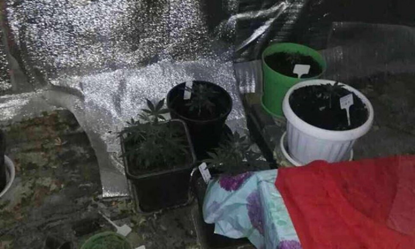В Овидиопольском районе обнаружена наркотеплица (ФОТО)