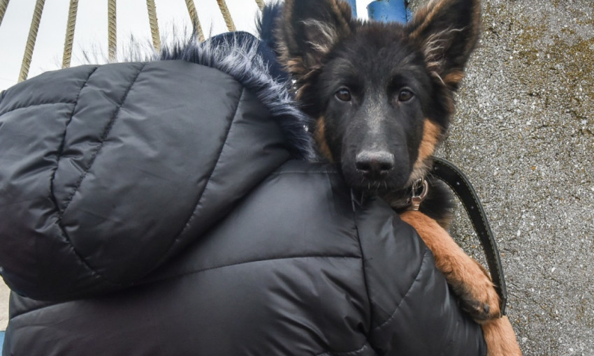 Под Одессой тестировали собак спецназначения