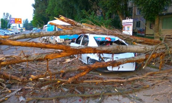 В Одессе очередное дерево упало и повредило несколько автомобилей