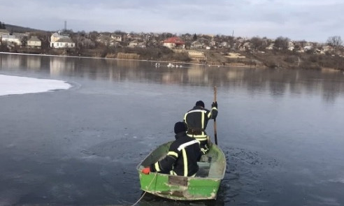 Заморозки на Одесчине обманули лебедей - замерзающим птицам помогли спасатели  