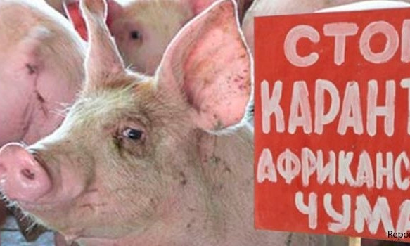 Одесская область: пострадавшие от африканской чумы свиней получат компенсацию