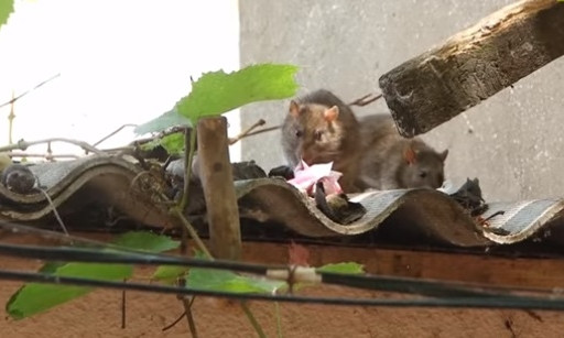 В центре Одессы женщина устроила крысиный питомник (ВИДЕО)