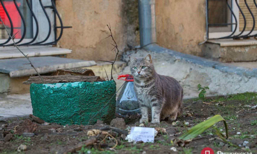 В Одессе у домашнего кота зафиксировали бешенство - пора прививать любимцев