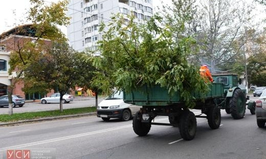 За месяц в Одессе снесли более 1,5 тысячи деревьев