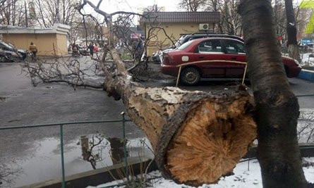 В Одессе упало дерево (ФОТО)