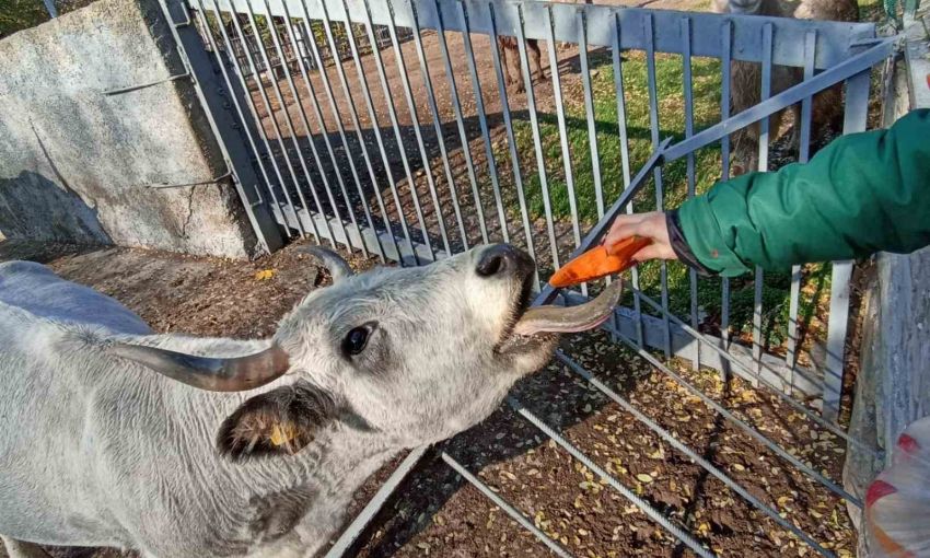 В Одесском зоопарке ярко поздравили быка с Днём рождения