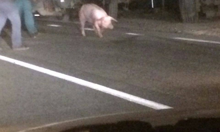 Необычная авария на трассе: перевернулся животновоз и 200 свиней разбрелись по дороге