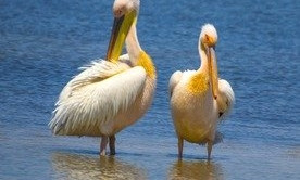 В Одесской области обосновались полторы тысячи пеликанов 