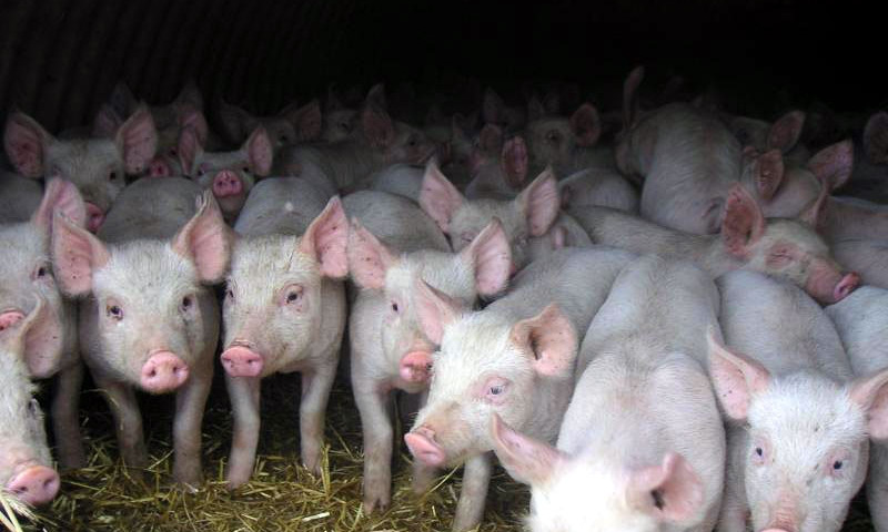 Африканская чума свиней распространяется по Одесской области 
