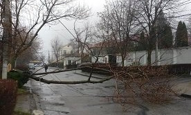 В районе Аркадии рухнуло дерево 
