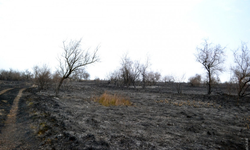 Почему горят плавни в Одесской области?