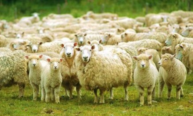 Двое пастухов забили насмерть незнакомца из-за овец