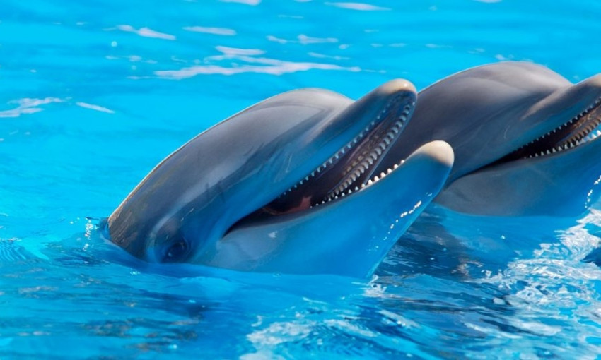 В одесском дельфинарии дельфин укусил ребенка