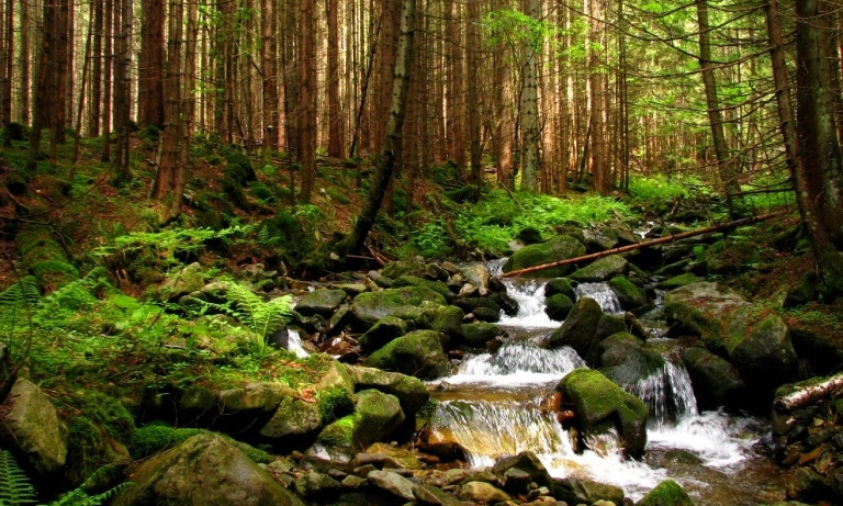 В Украине проведут инвентаризацию лесов 
