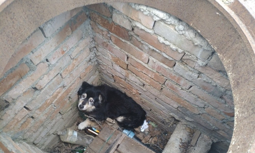 Под Одессой спасатели доставали из люка собаку (ФОТО)