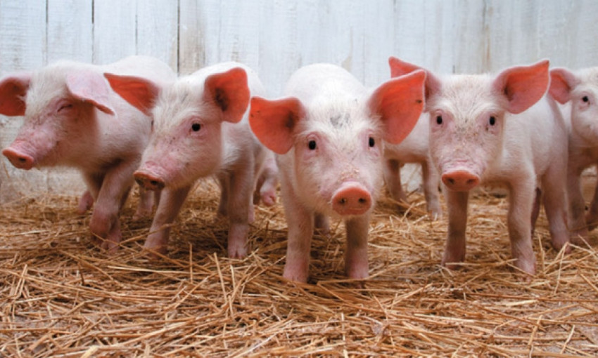В Одесской области зафиксирована вспышка африканской чумы свиней