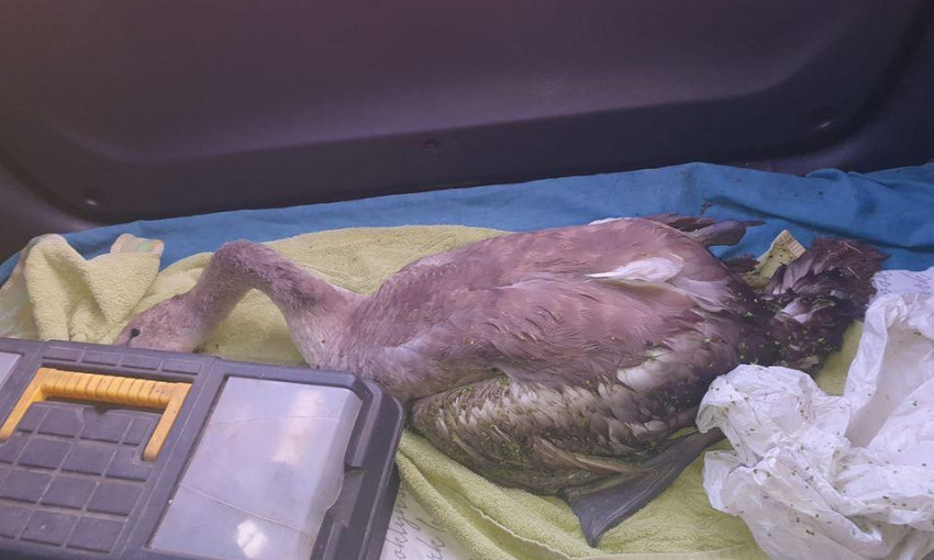 В Одесском зоопарке спасают лебедя 