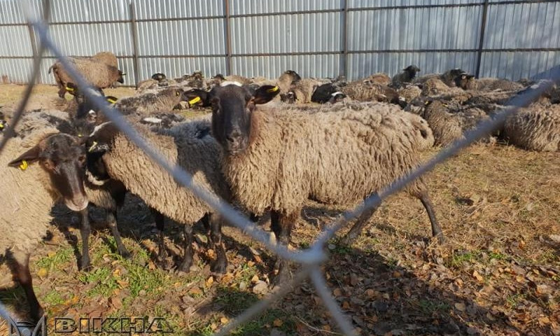 Пресс-конференция: эпопея с черноморскими овцами ещё не закончилась