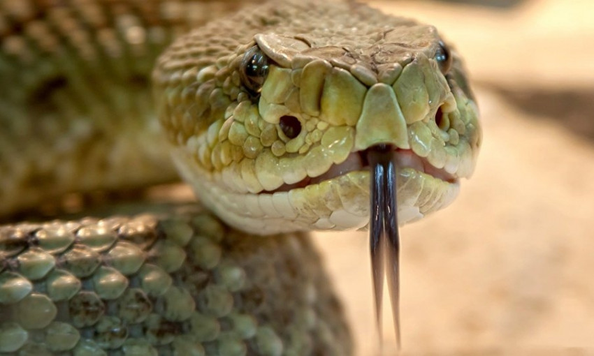 Неожиданный гость: одесситы обнаружили в домашнем туалете змею