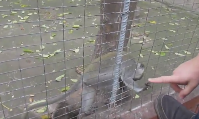 В Одесском зоопарке мартышки устроили веселое зрелище