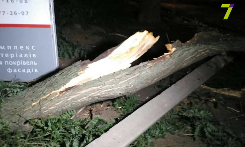 На Армейской рухнуло дерево: сбит столб и травмированы два человека